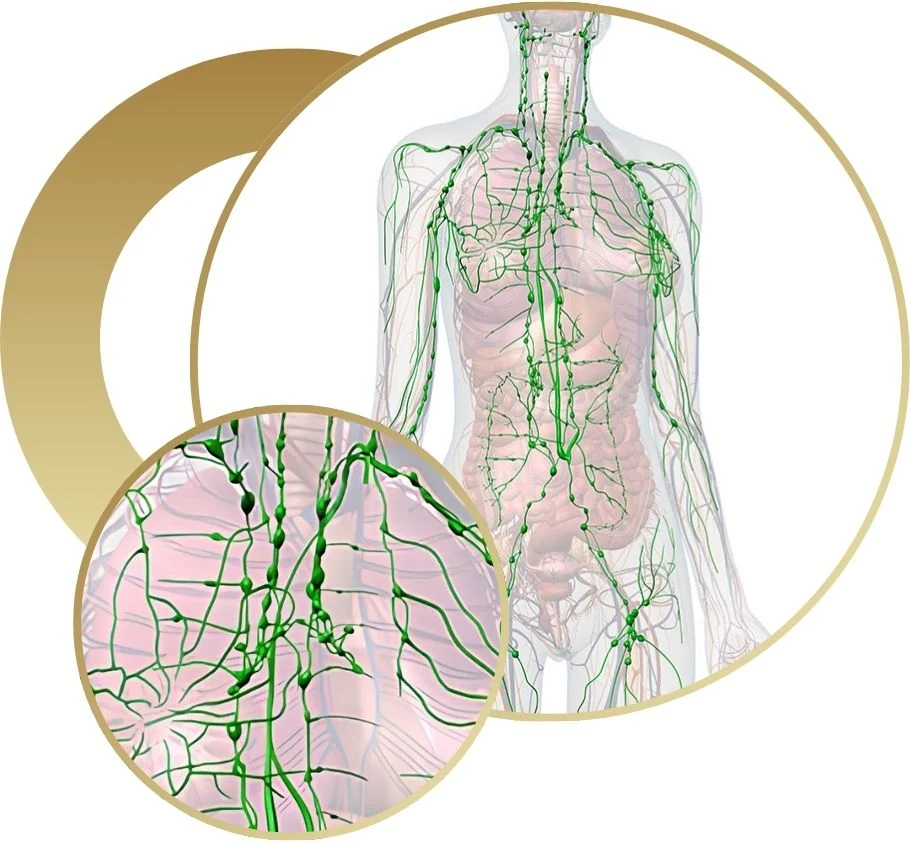 whole-healing-mmld-lymphatic-care